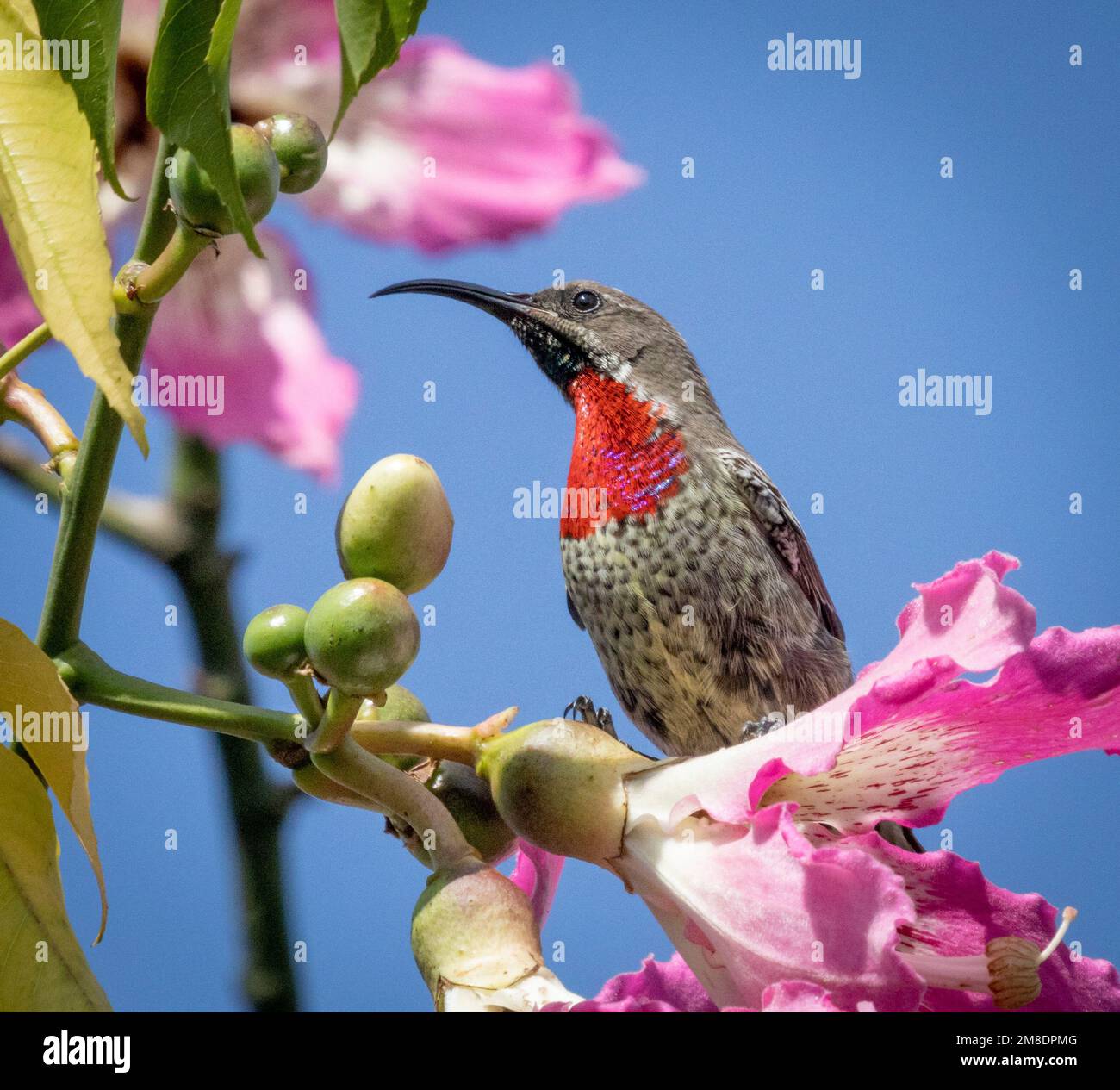 Giovane scarlatto-chested Sunbird Chalcomitra senegalensis, nettare colorato che alimenta l'uccello africano, accanto al fiore, Masai Mara National Park, Kenya. Foto Stock