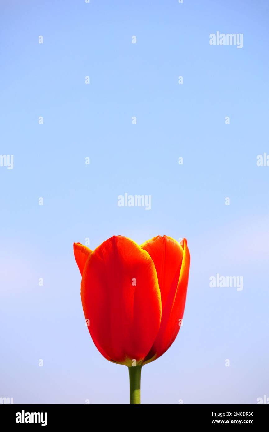 Un unico tulipano rosso sotto il cielo blu Foto Stock