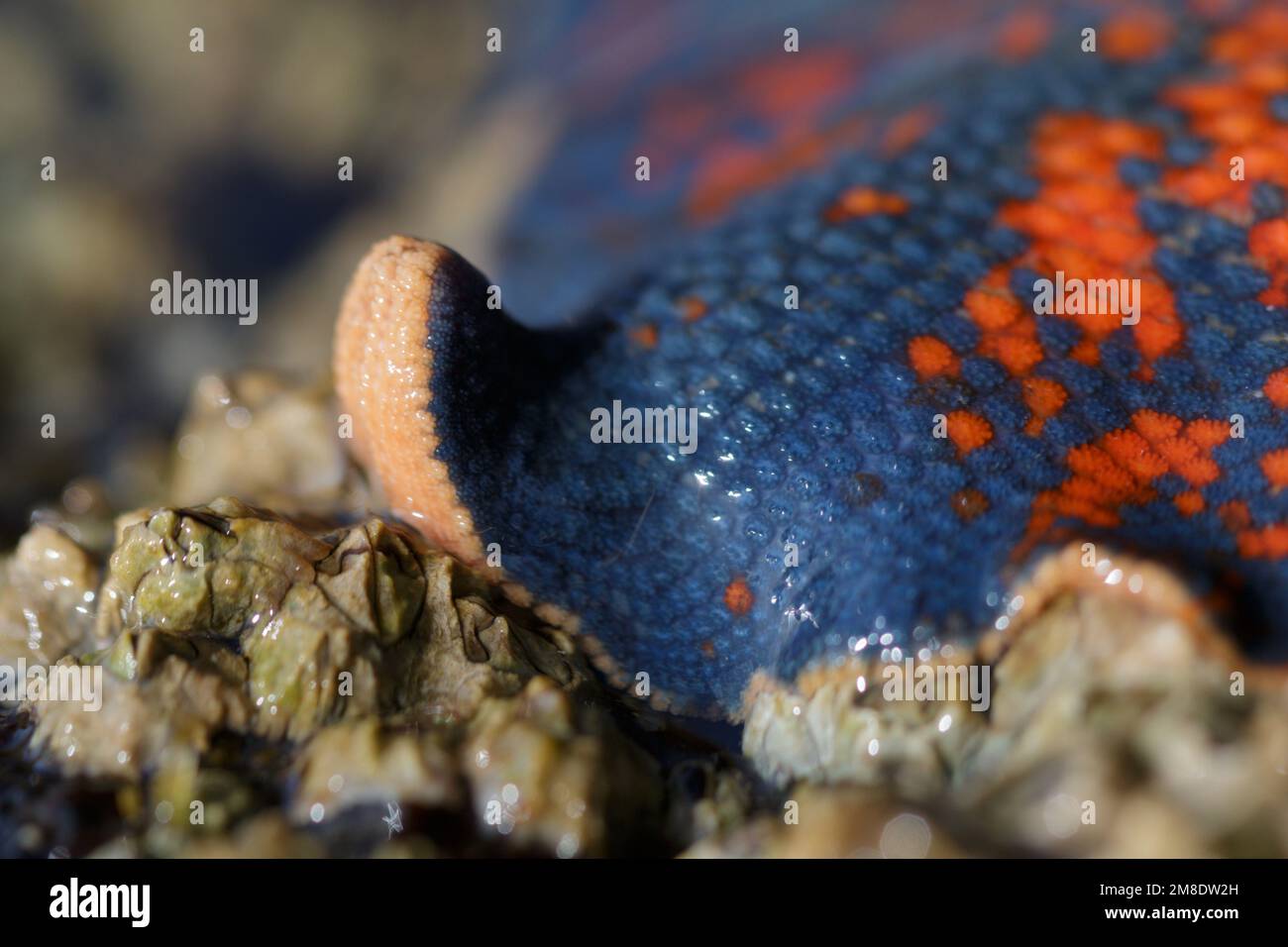 Primo piano del piede di stella marina blu e arancione Foto Stock