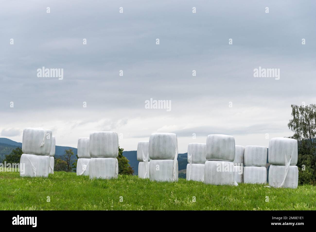 Le balle di Haylage avvolte in un foglio bianco forniranno cibo agli animali da fattoria durante l'inverno. Un prato verde e alberi dopo il fieno estivo Foto Stock