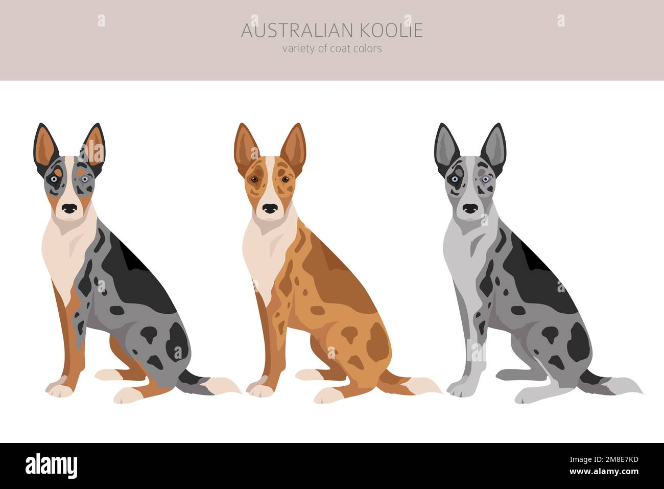 Clipart koolie australiana. Pose diverse, set di colori di rivestimento. Illustrazione vettoriale Illustrazione Vettoriale