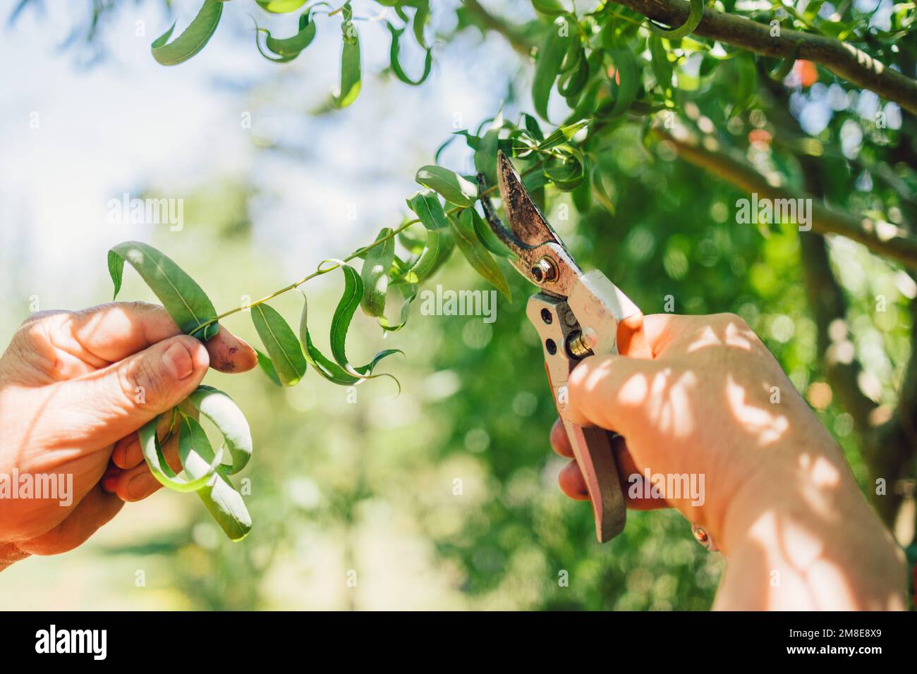 Mani dell'uomo irriconoscibili che potano l'albero del salice con cesoie potanti. Occupazione domestica Foto Stock
