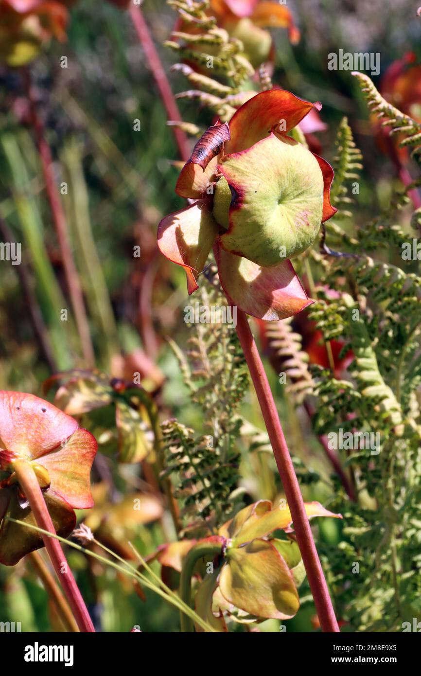 Blüten einer Schlauchpflanze (specifica Sarracenia) Im botanischen Garten, Nordrhein-Westfalen, Deutschland, Bonn Foto Stock