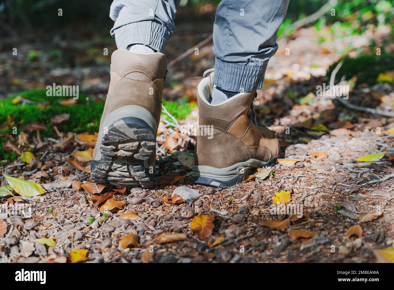 Irriconoscibile viaggiatore maschio o escursionista a piedi nella foresta. Scarponi da trekking closeup dal lato posteriore Foto Stock