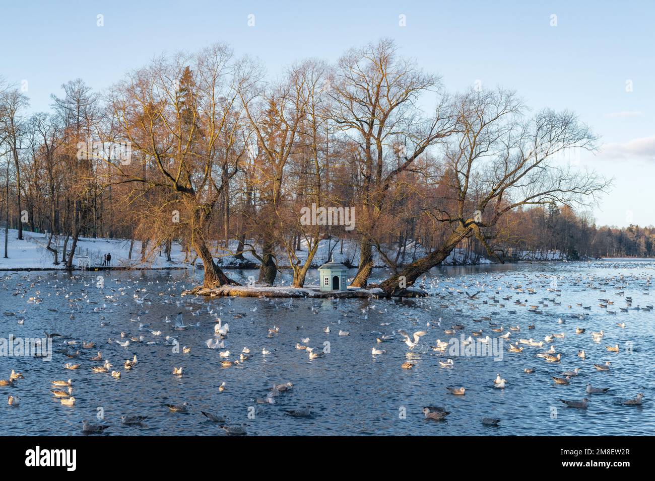 Lago bianco con uccelli svernanti il giorno di dicembre. Parco del Palazzo GATCHINA Foto Stock