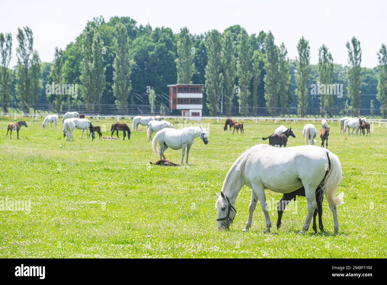Vagare cavalli Kladruber nel sito dell'UNESCO, Paesaggio per l'allevamento e la formazione di cavalli da carrozza Ceremonial a Kladruby nad Labem, Repubblica Ceca Foto Stock