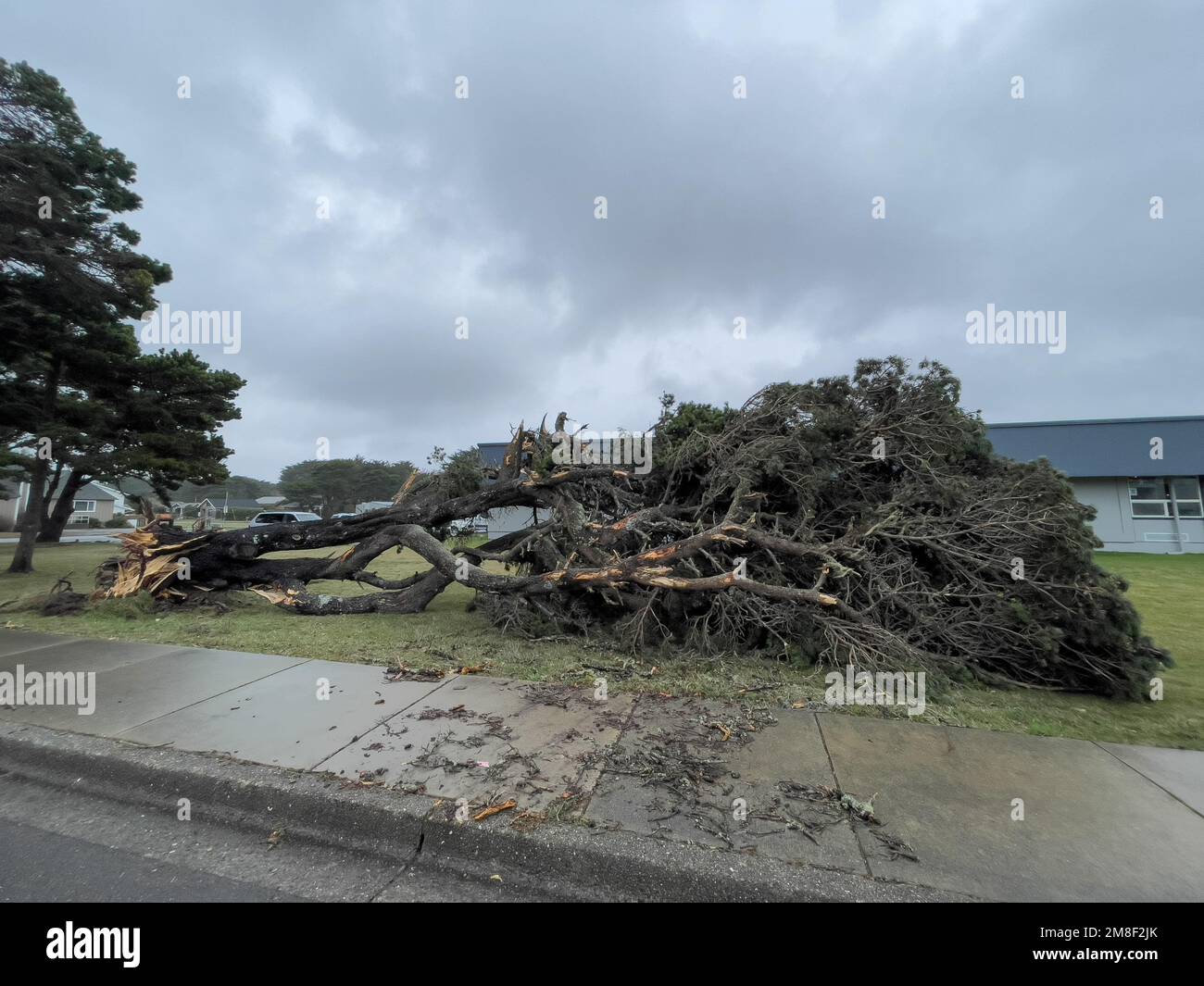 Albero caduto dopo una forte tempesta di vento in Oregon Foto Stock
