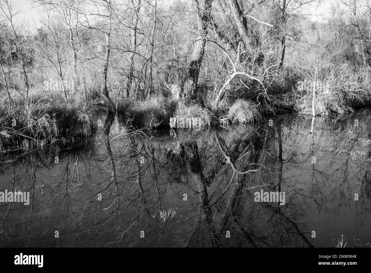 Foto in bianco e nero dei riflessi degli alberi nell'acqua all'Inks Lake state Park Burnet Texas Foto Stock