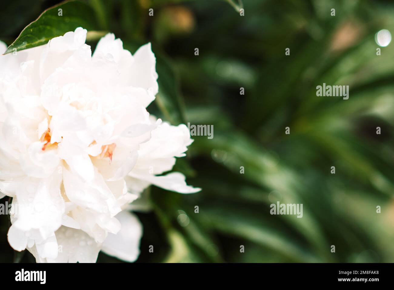 Sfondo di peonia bianca primo piano davanti ai cespugli verdi Foto Stock