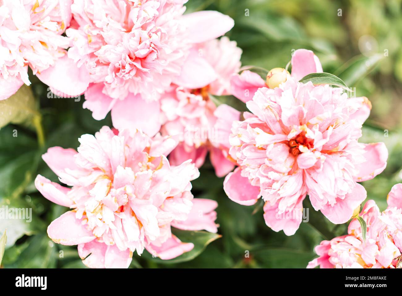Sfondo floreale da un cespuglio di peonie viola Foto Stock