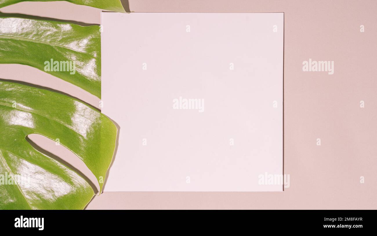 Foglia quadrata vuota su sfondo rosa accanto alla foglia di mostera Foto Stock