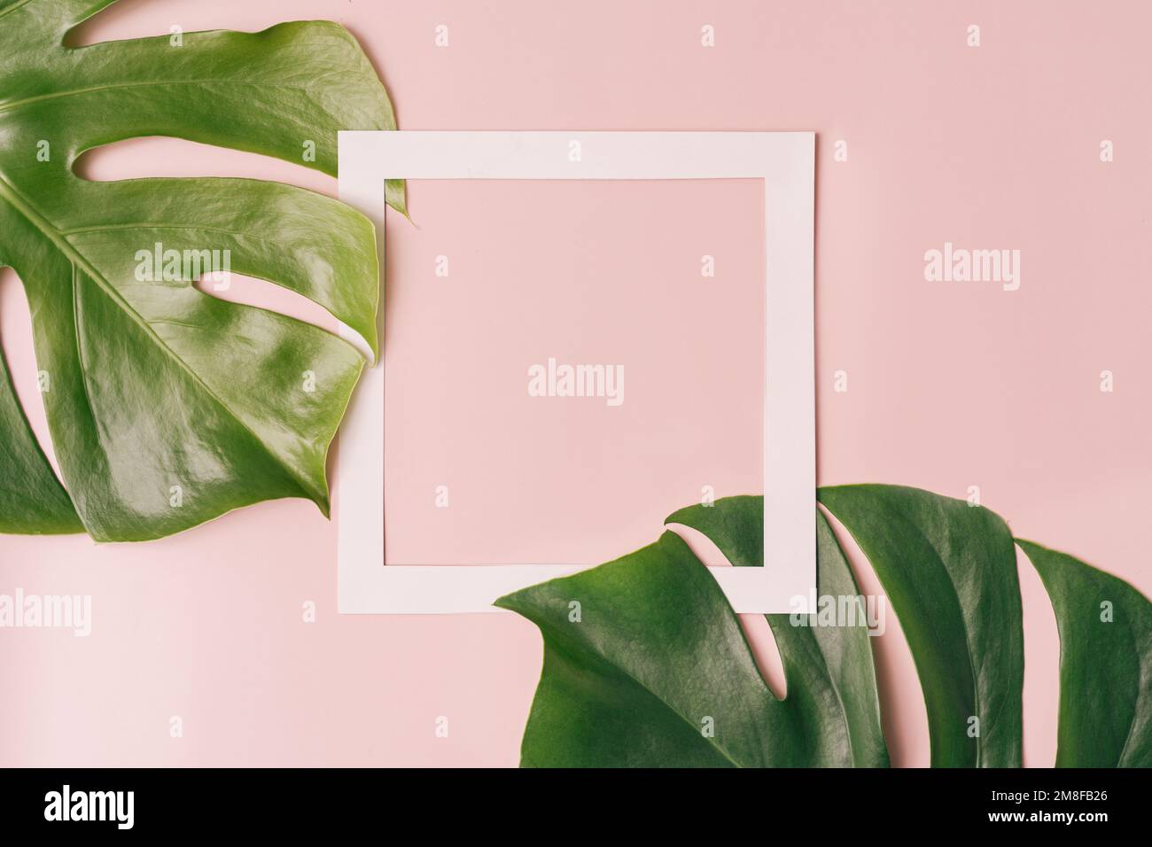 Cornice quadrata vuota su sfondo rosa accanto alle foglie di mostera Foto Stock