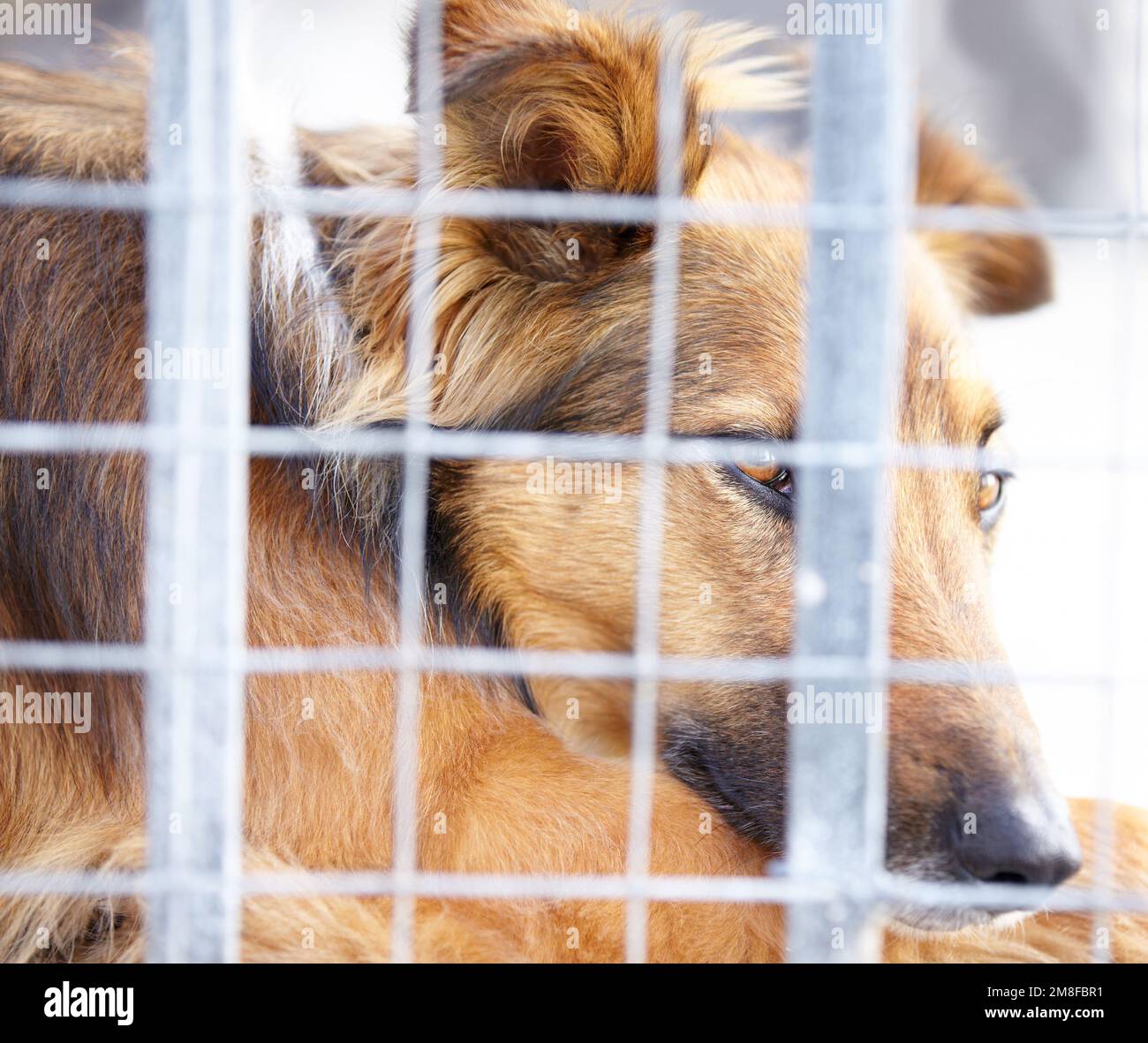 Gli animali arent significavano essere bloccati dietro una gabbia - crudeltà animale. Un cane confinato in una gabbia alla libbra. Foto Stock