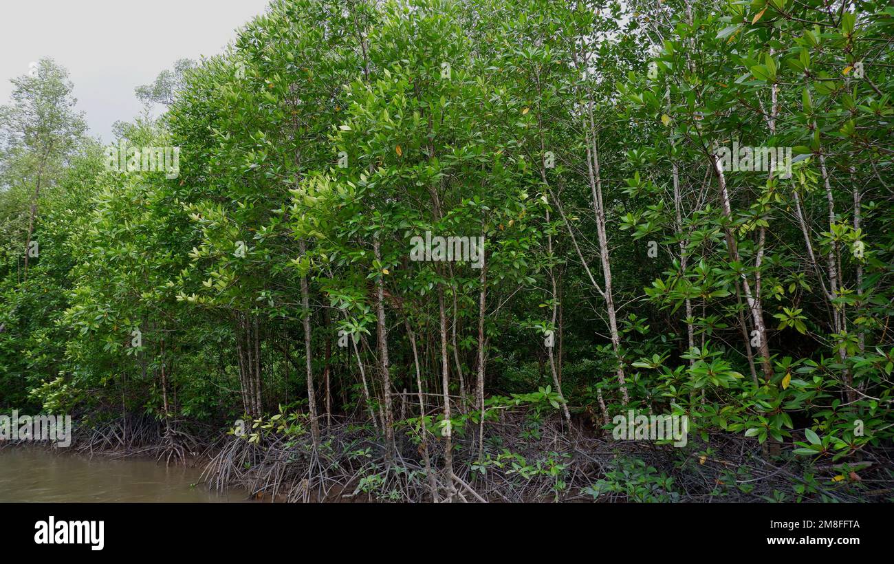 Ecosistema di verde e densa foresta di mangrovie e fiume nel villaggio di Belo Laut, Indonesia Foto Stock