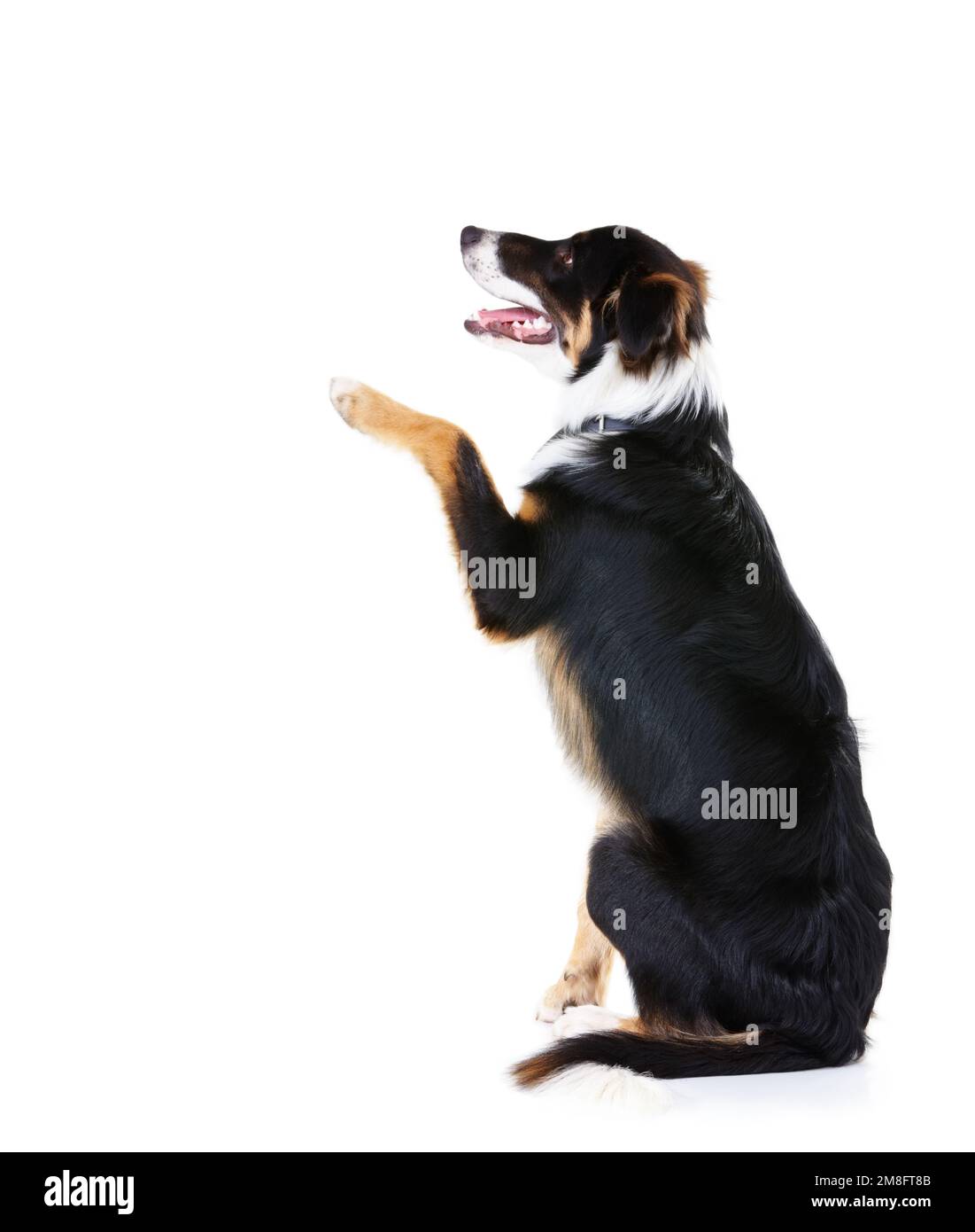 Border collie, studio e cani con trucco zampa, sfondo bianco o spazio mockup. Animali domestici intelligenti, lealtà e zampa di cane sullo sfondo studio per l'attenzione Foto Stock