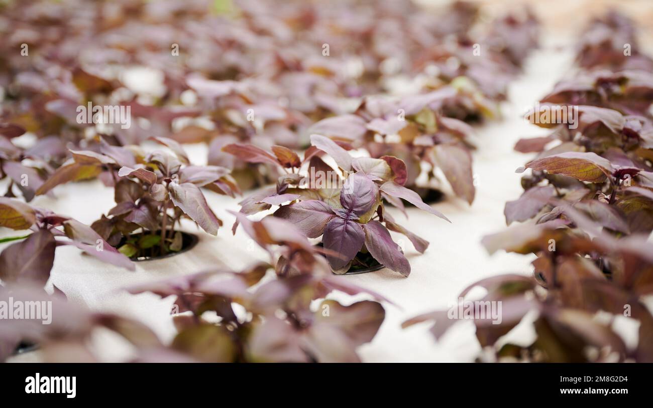 Basilico vegetale rigoglioso con foglie viola che crescono in vasi da giardino. Verdeggianti erbe culinarie coltivate in serra agricola. Foto Stock
