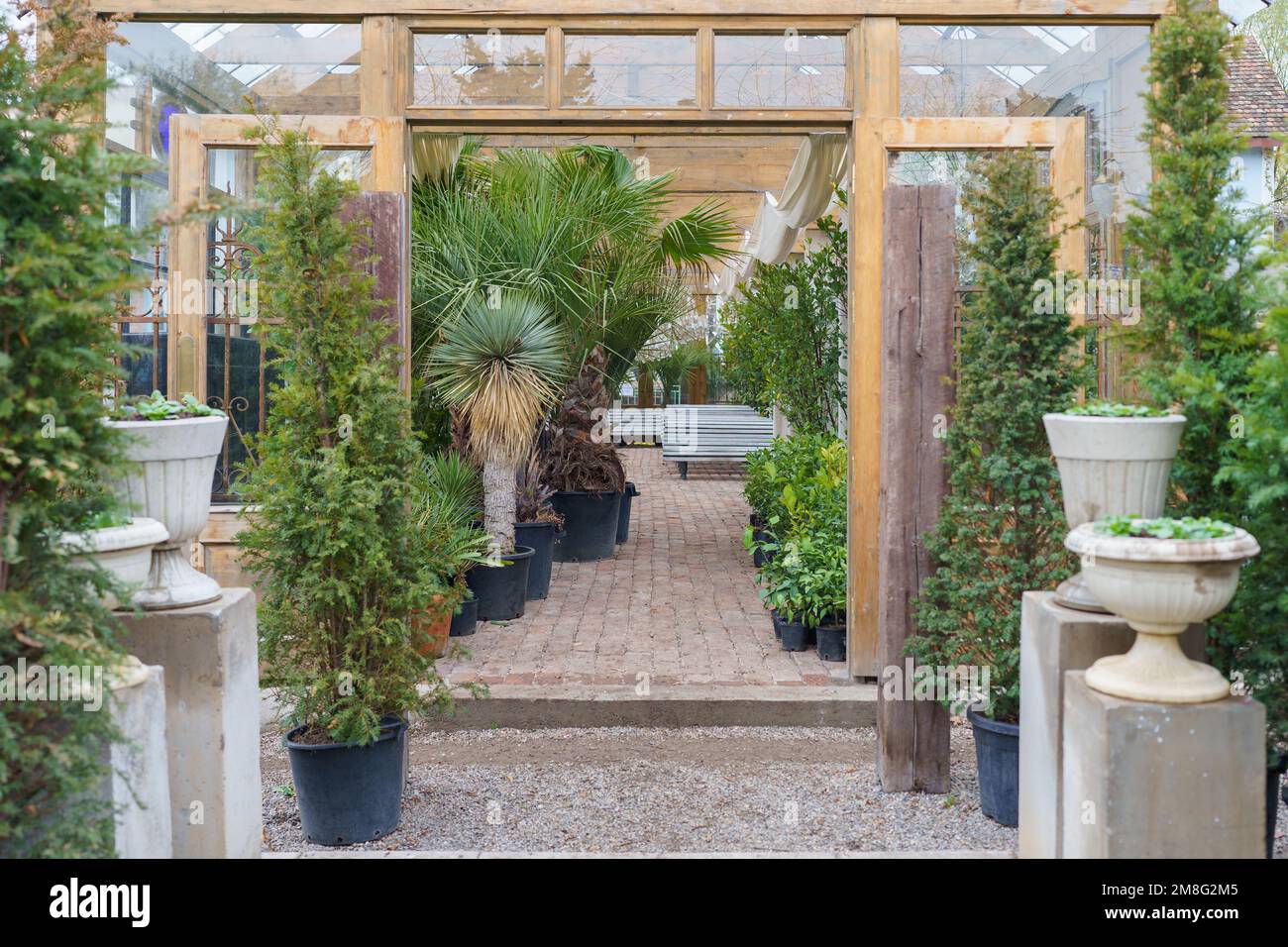 Percorso tra alberi di conifere in pentole e colonne con sculture in serra con piante esotiche Foto Stock