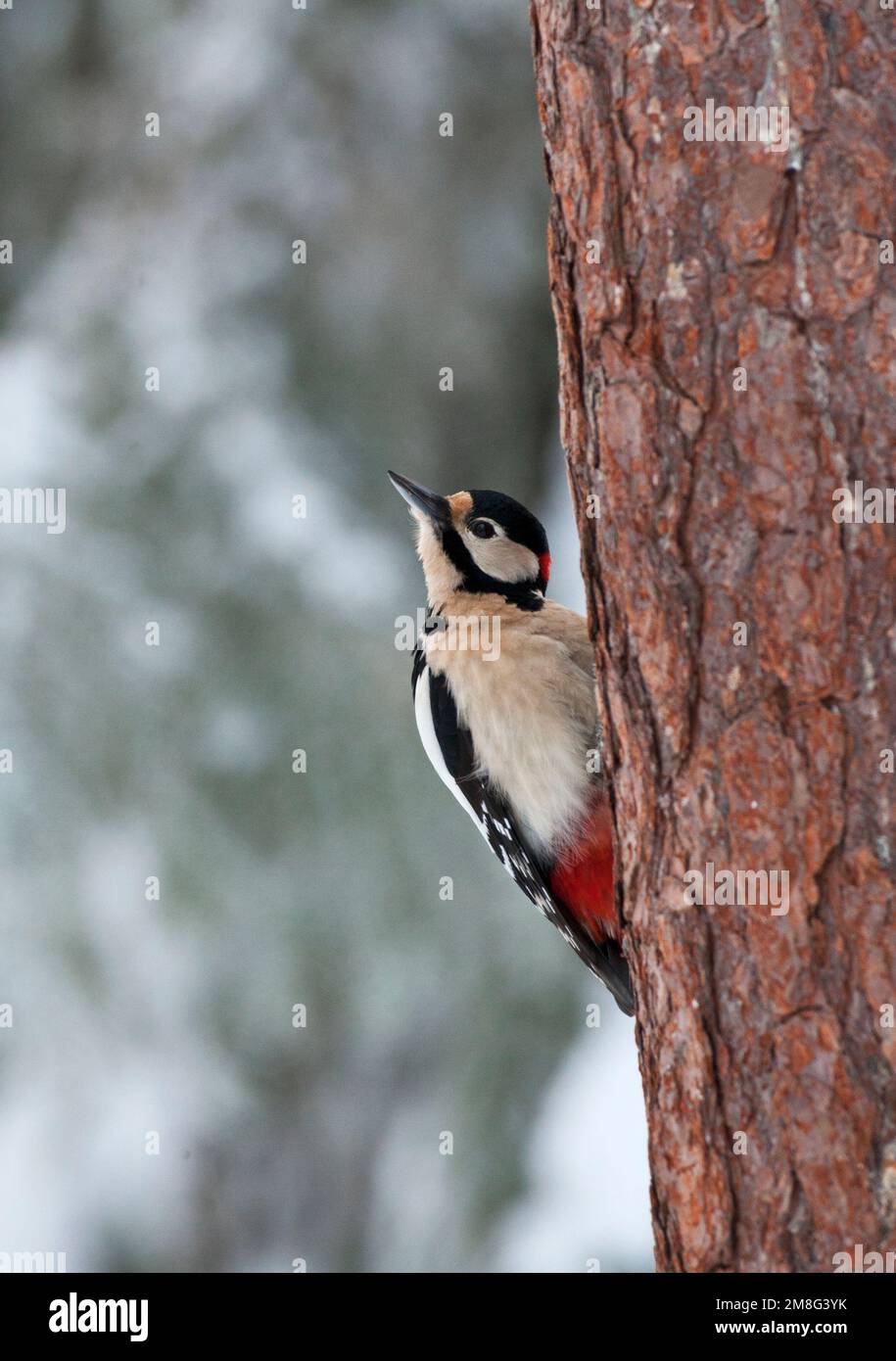 Grote Bonte Specht, Picchio rosso maggiore, Dendrocopos major Foto Stock