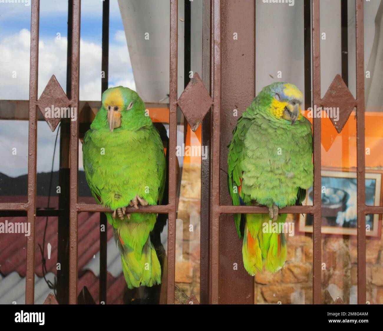 Oranjevleugelamazone paar als huisdier presso il ristorante in Colombia; arancione-winged Amazon detenute als pet Foto Stock