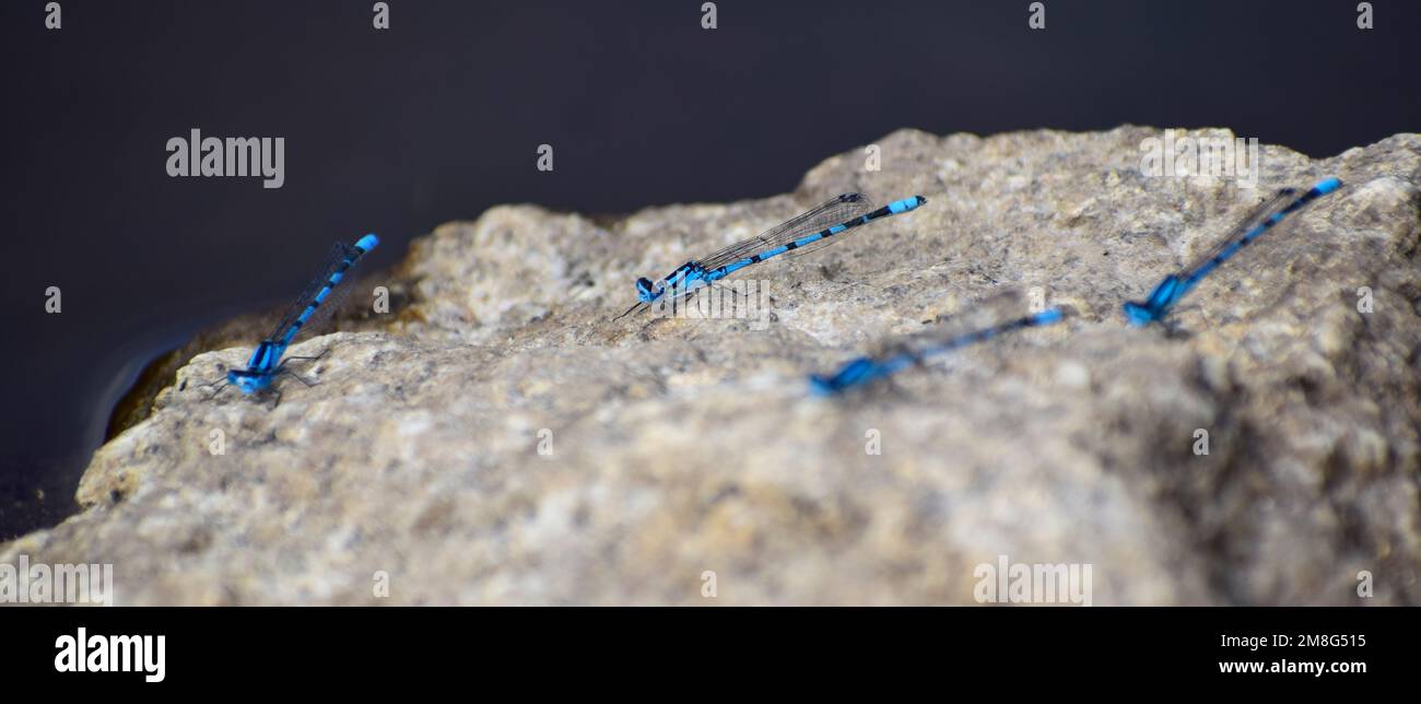 Blue Damselflies comune su granito, Bodmin Moor, Cornovaglia, Regno Unito Foto Stock