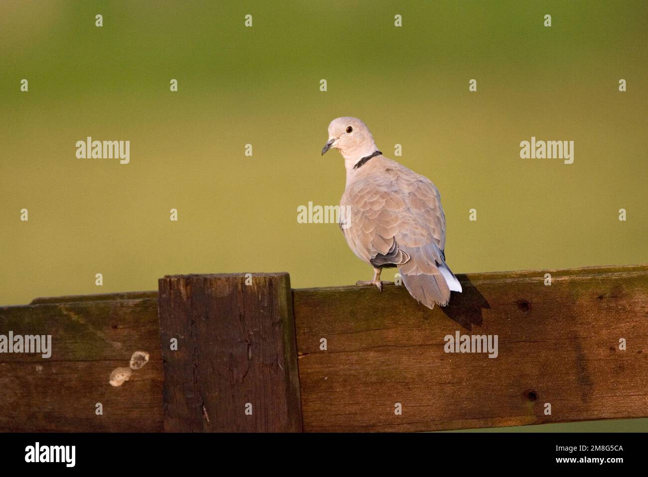 Eurasian Colomba a collare appollaiato sulla staccionata in legno; Turkse Tortel zittend op houten hek Foto Stock