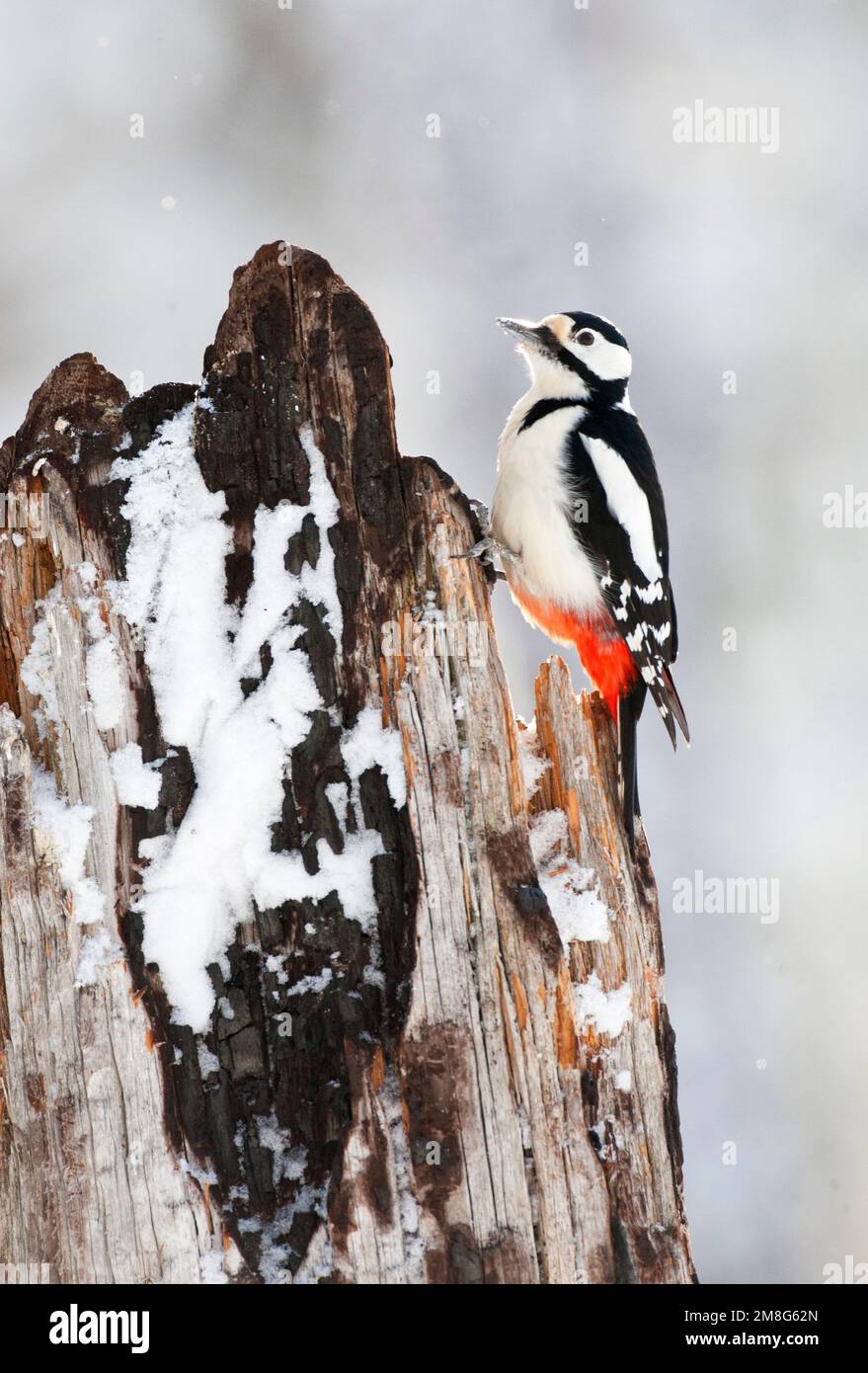 Grote Bonte Specht, Picchio rosso maggiore, Dendrocopos major Foto Stock