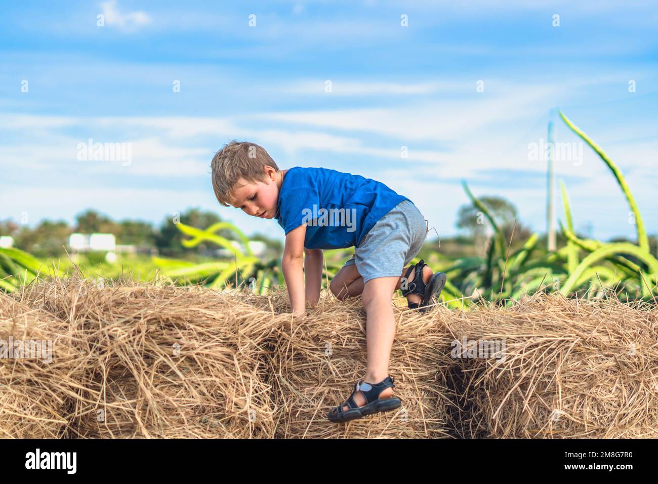 Ragazzo blu t-shirt sorriso giocare salite su fieno fieno secco fieno giù balle di fieno, cielo chiaro giorno di sole. Attività ricreative estive per bambini all'aperto. Concetto Foto Stock