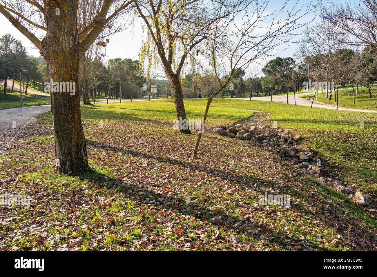 Parco con alberi alti e sentieri per passeggiate e sport vicino alla città, Tres Cantos, Madrid. Foto Stock