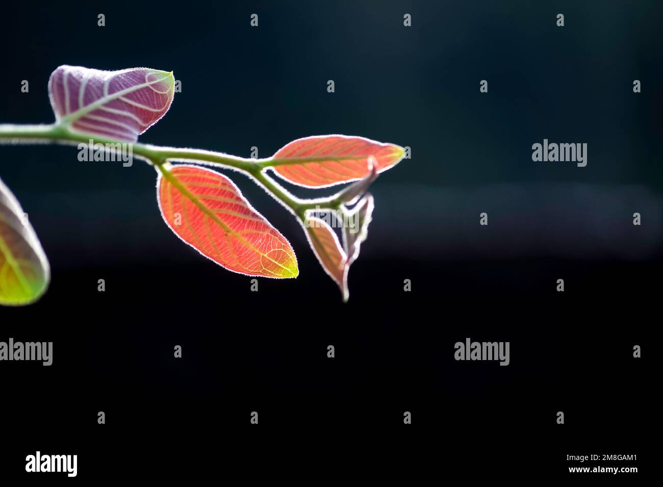 Un primo piano di Fluke fegato colorato lascia lo sfondo isolato Foto Stock