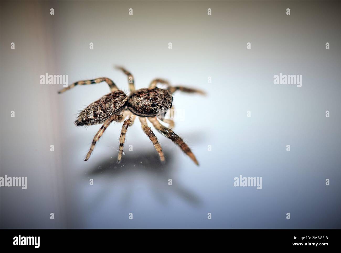 Fliegende Insekten. Springspinne Foto Stock