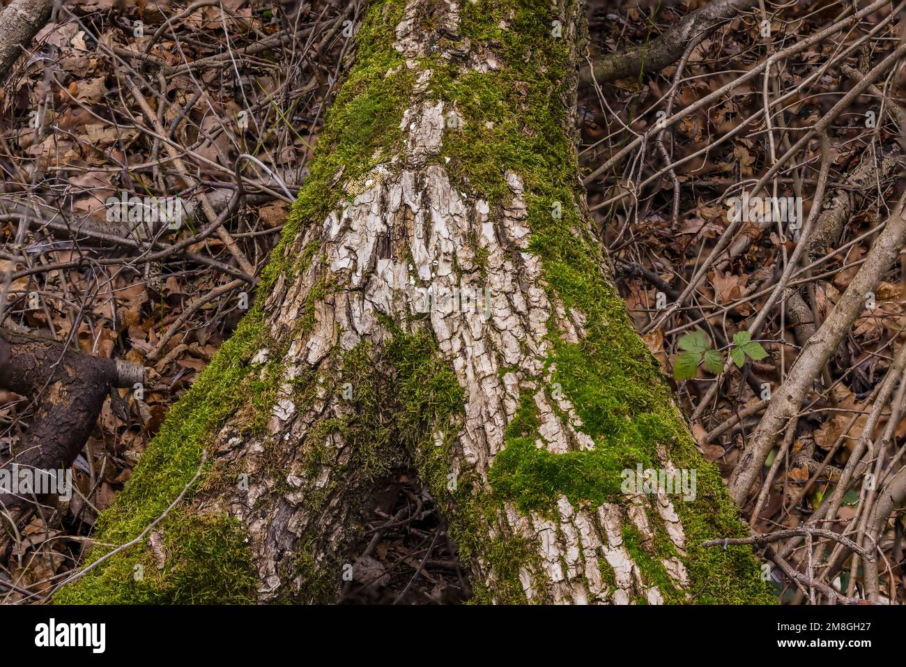 Un tronco d'albero ramificato con muschio con alta profondità di campo davanti ai rami e foglie sul pavimento della foresta Foto Stock