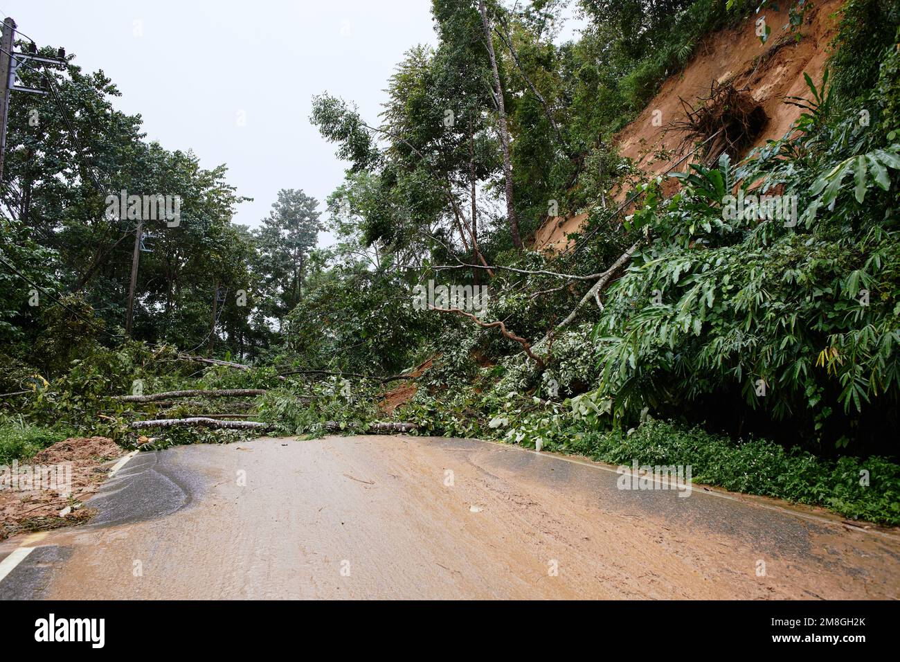 Ingorgo su una strada di montagna. Albero caduto che blocca la strada. Conseguenze di un uragano e di uno skid. Foto Stock