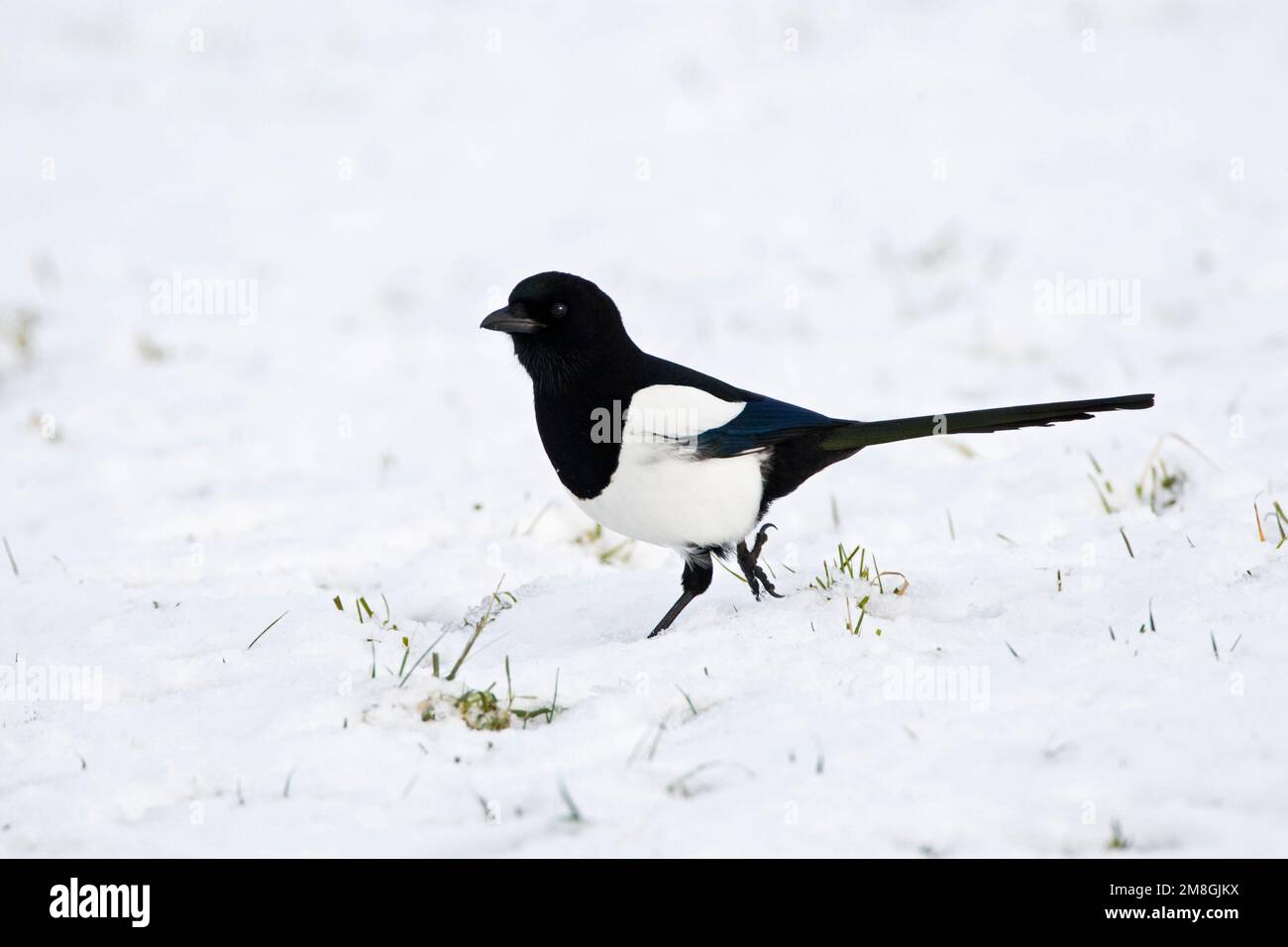 Ekster in de sneeuw; Eurasian Gazza nella neve Foto Stock