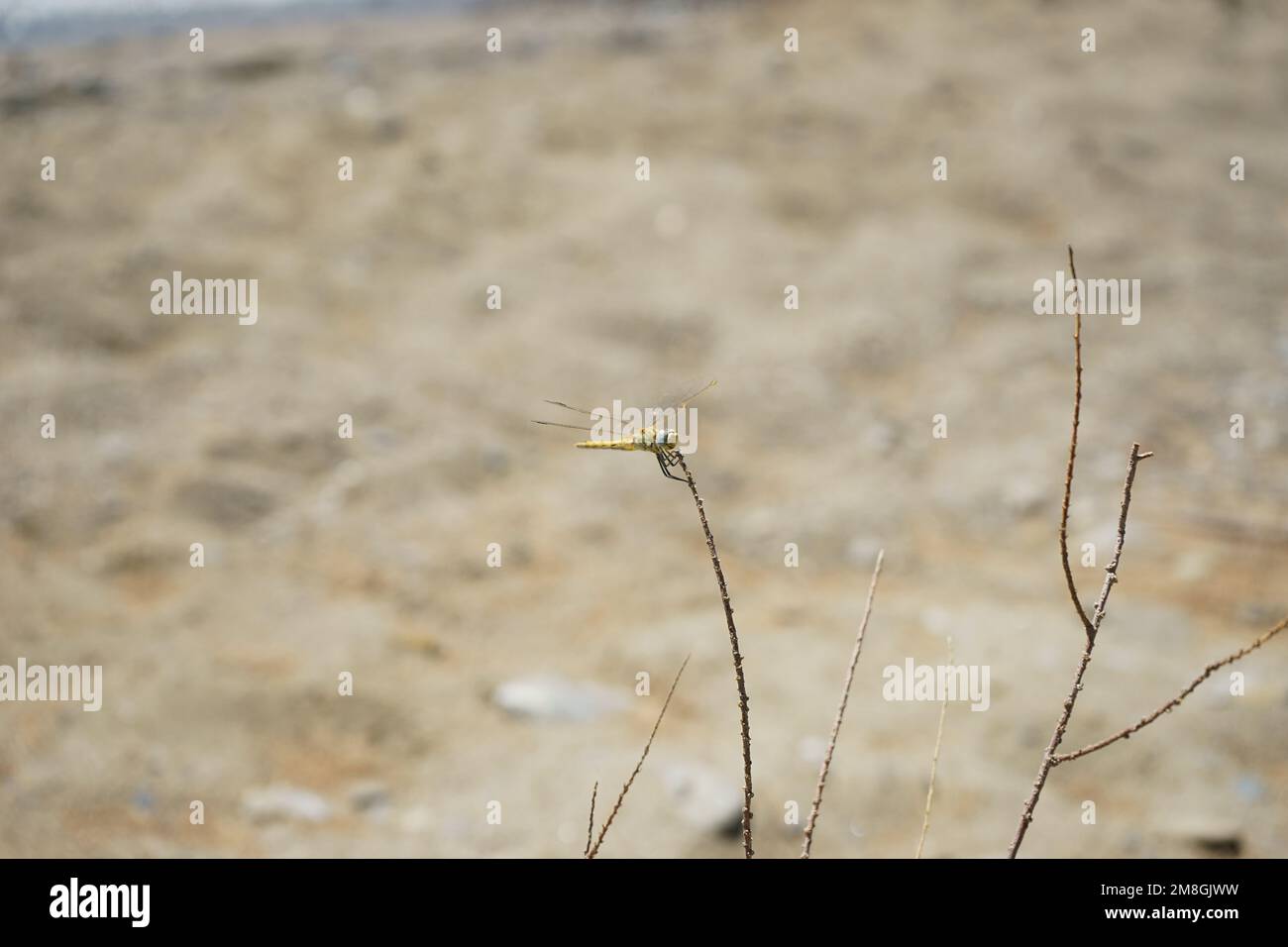 Primo piano di una libellula skimmer gialla, Grecia Foto Stock