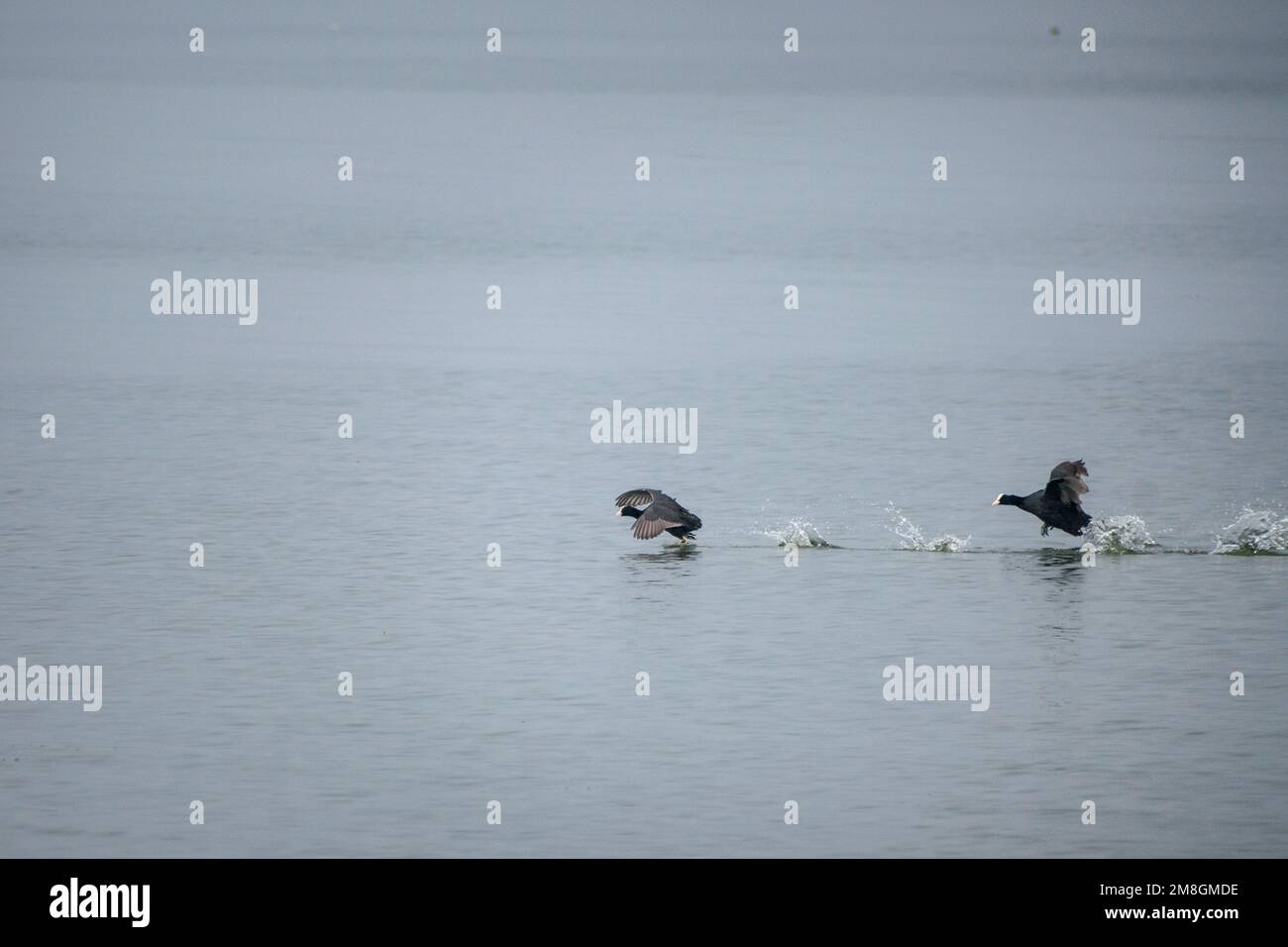 Cot eurasiatica che vola e spruzzi d'acqua sulle acque posteriori della diga di Ujani al Bhigwan Bird Sanctuary in India Foto Stock