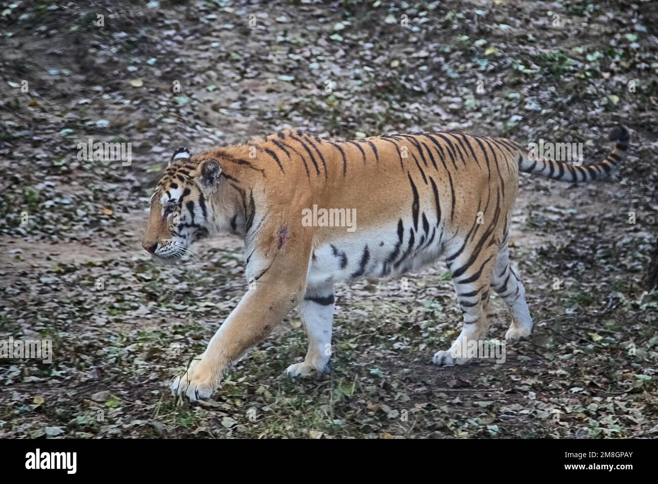 Una grande tigre Amur a piedi nello zoo Foto Stock