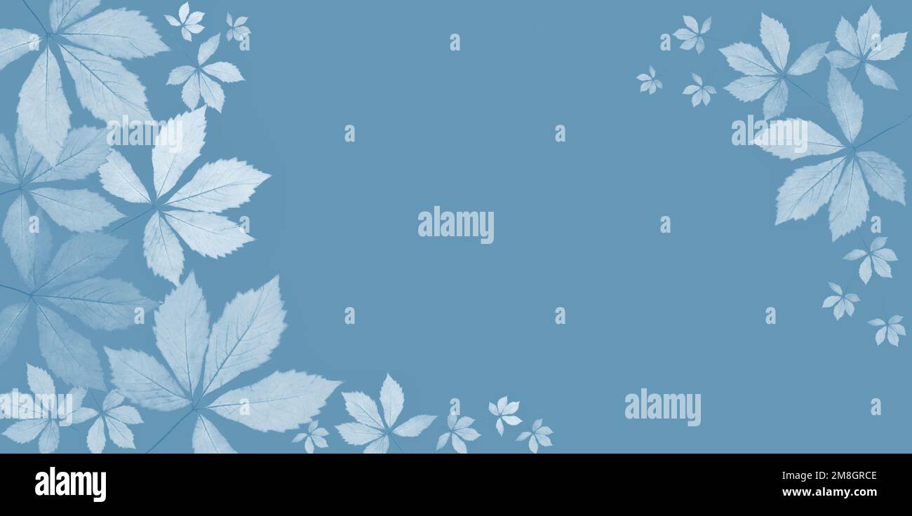 Banner autunnale o invernale con spazio per il testo. Motivo floreale dalle foglie di uve selvatiche. Sfondo blu, effetto foglie congelate. Foto Stock
