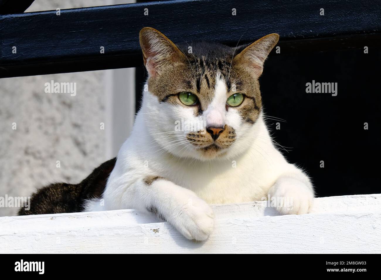 Indonesia Batam - gatto di strada indonesiano Foto Stock