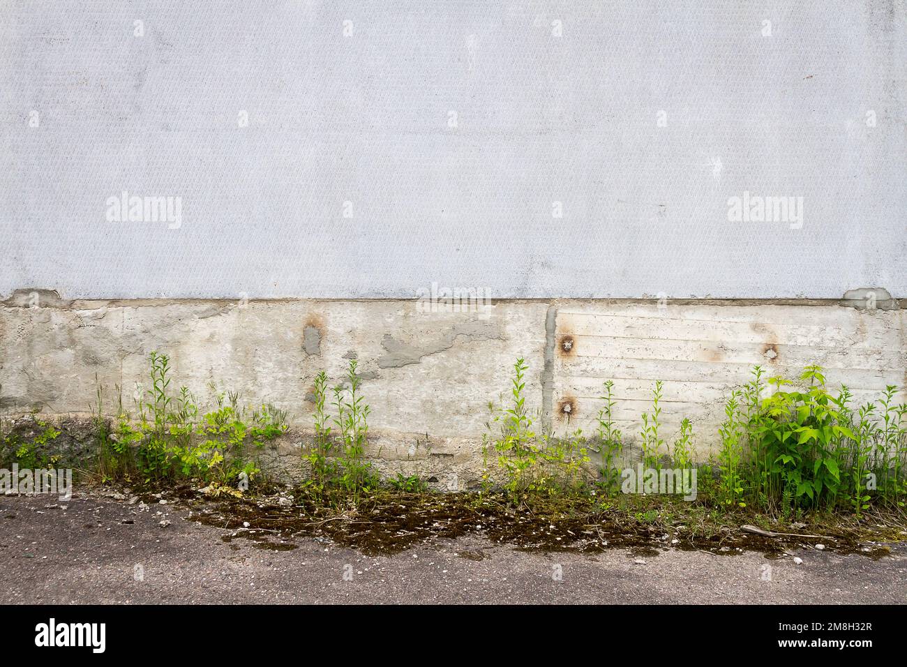 Muratura urbana grigia in cemento con erba verde. Grunge sfondo vintage di erba verde e struttura in cemento. Foto Stock