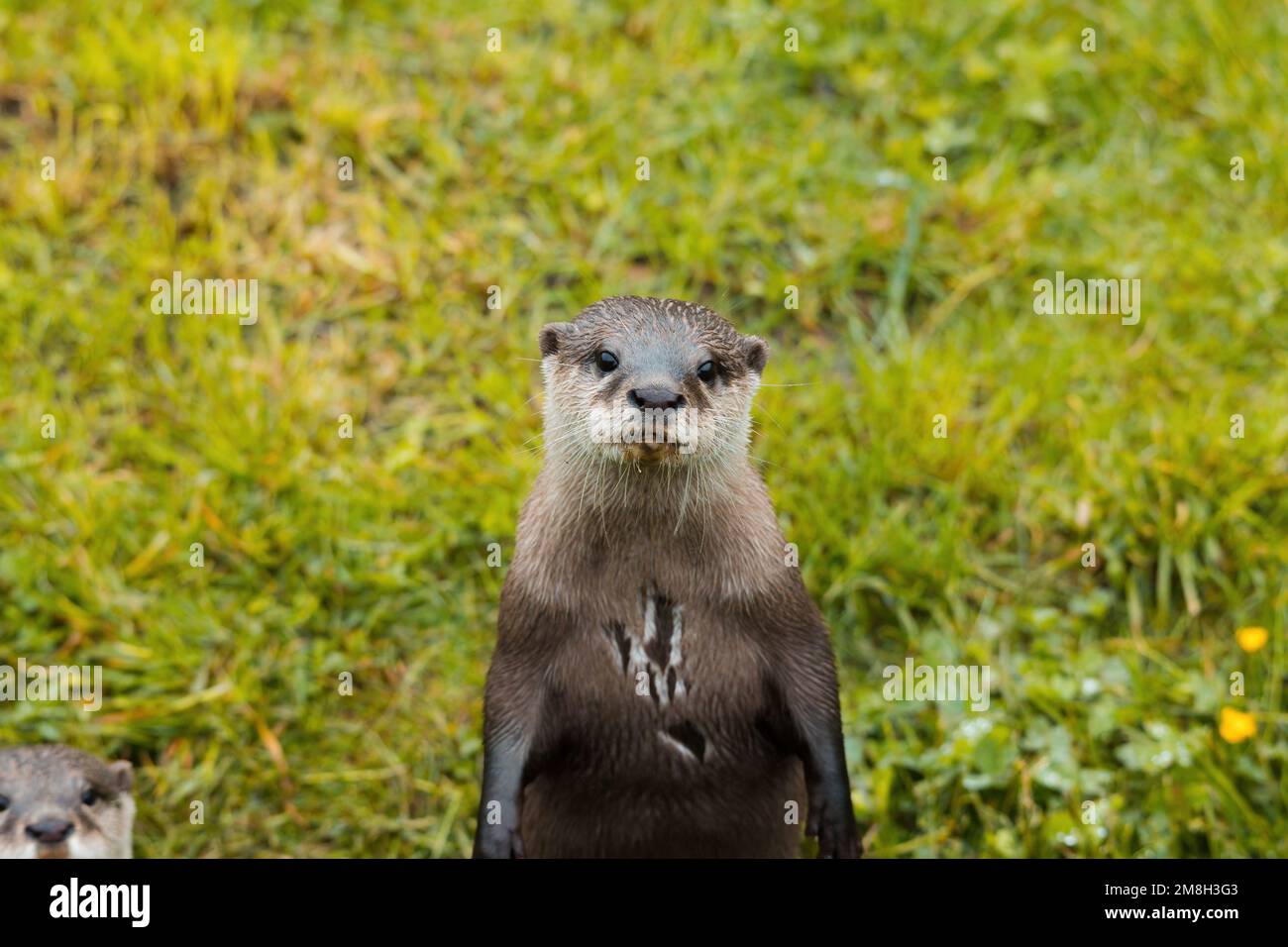 Una lontra asiatica dalle piccole zanche Foto Stock
