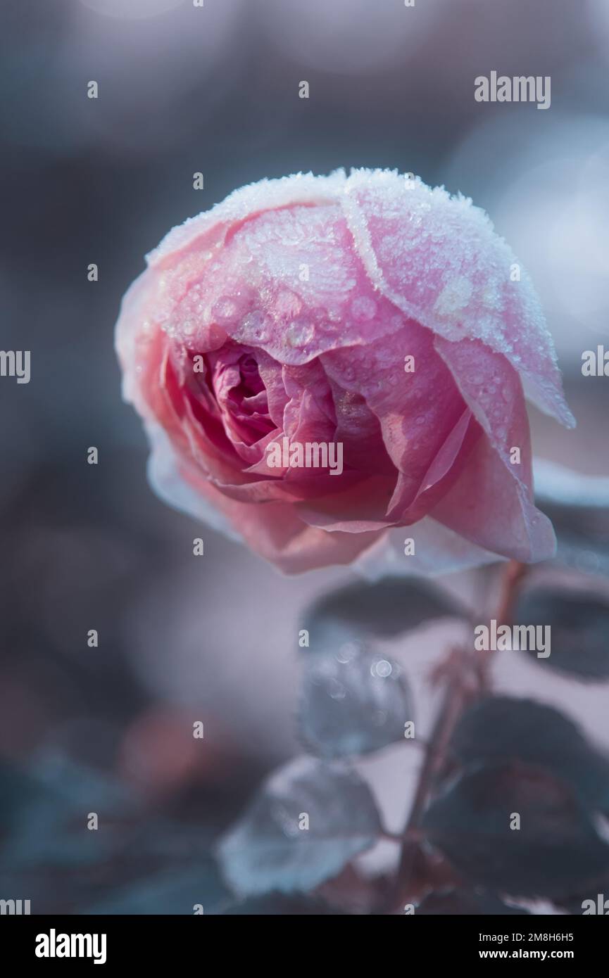 Fiore di rosa coperto in Frost in Una mattina Winters, Christchurch UK Foto Stock