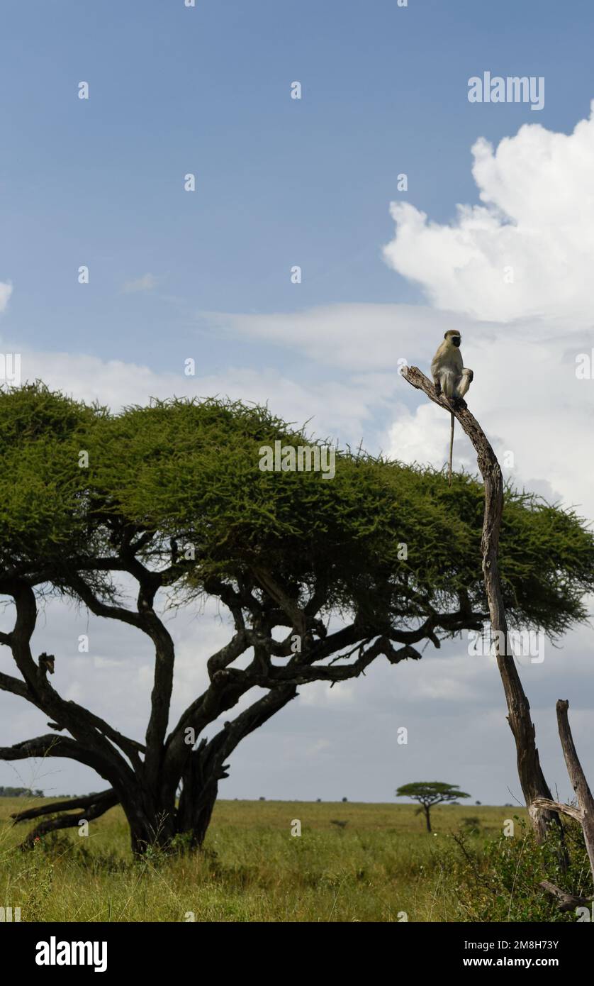 Piccola scimmia arrampicata su albero nel Parco Nazionale Serenegeti savana Foto Stock