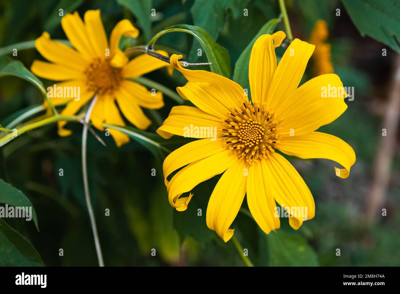 Girasoli messicani (Tithonia diversifolia), primo piano con foglie verdi sullo sfondo Foto Stock