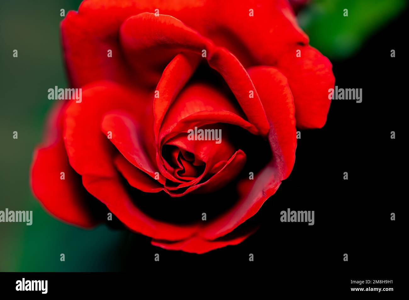 La rosa rossa, il fiore più famoso e simbolico tra tutti i fiori Foto Stock