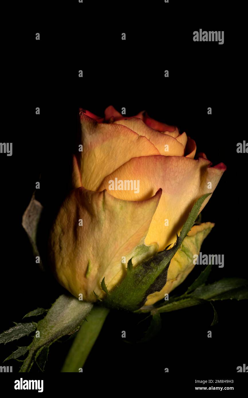 La Rosa gialla: Questo colore caldo simboleggia anche il calore e la gioia Foto Stock La Rosa gialla: Questo colore caldo simboleggia anche il calore e la gioia Foto Stock