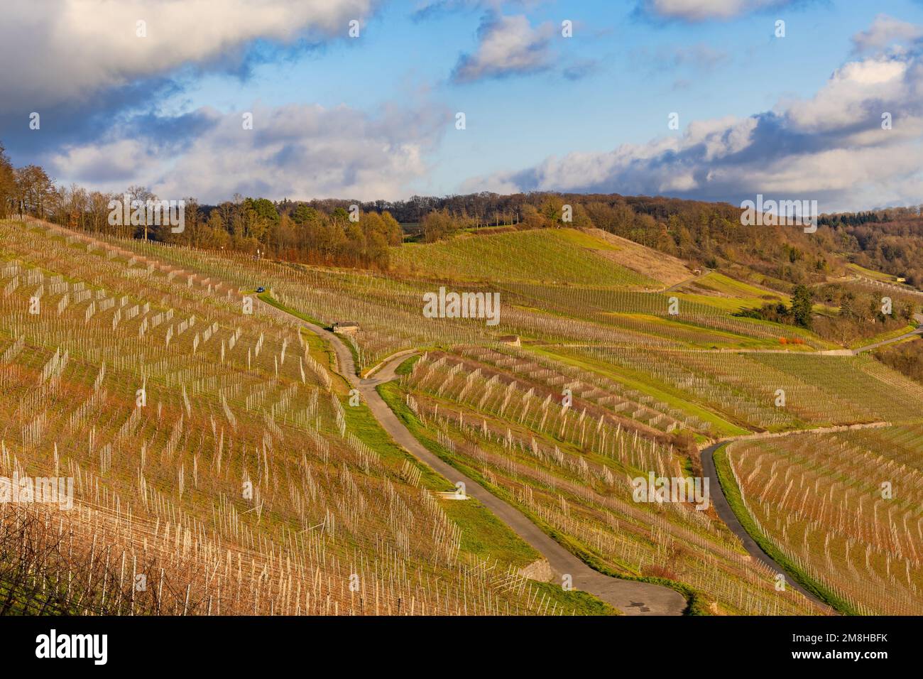 Vigna inondata di luce a con viti sole sera in inverno, Kochertal, Hohenlohe, Baden-Wuerttemberg, Germania Foto Stock