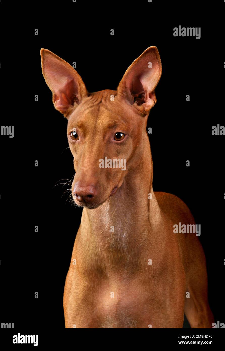 Ritratto del cane Pharaoh Hound seduto su sfondo nero Foto Stock