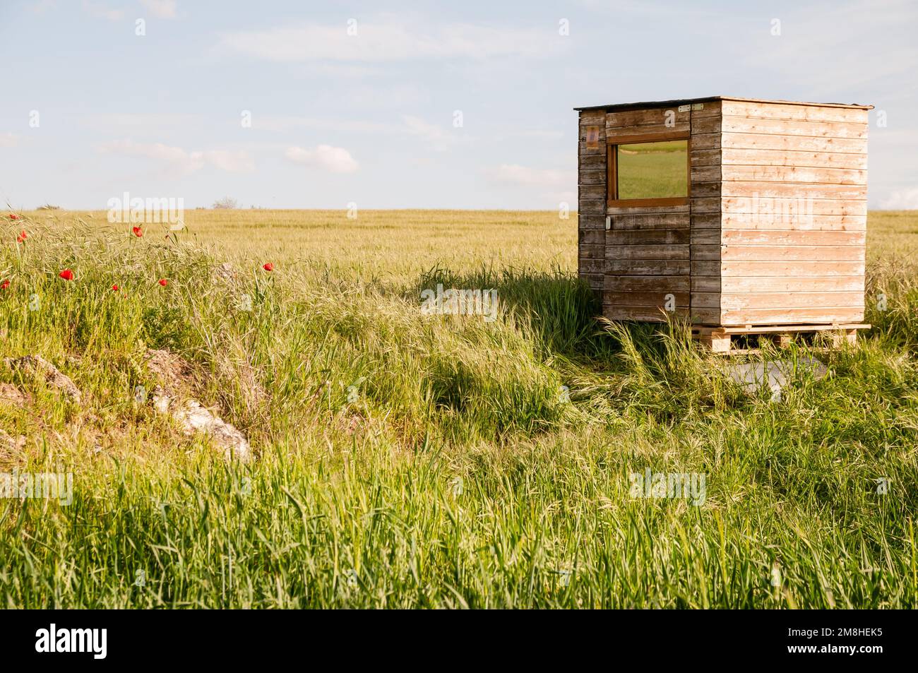 Nascondiglio per birdwatching nel mezzo del campo di coltura, Montgai, Lleida, Catalogna, Spagna Foto Stock