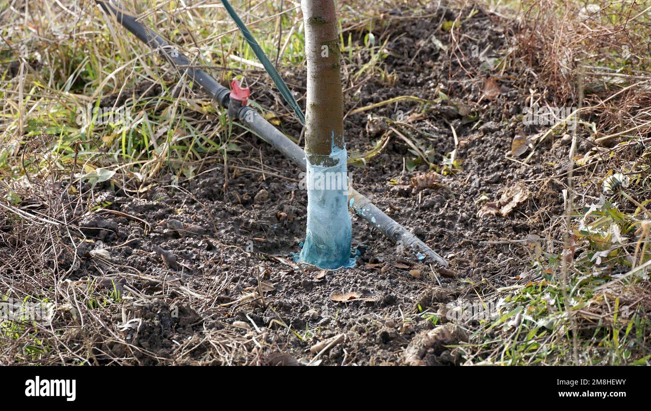 Gli alberi di pera in gennaio trattati con la miscela di Bordeaux per combattere la muffa. La miscela Bordeaux è consentita in agricoltura biologica e protegge contro il blight A. Foto Stock