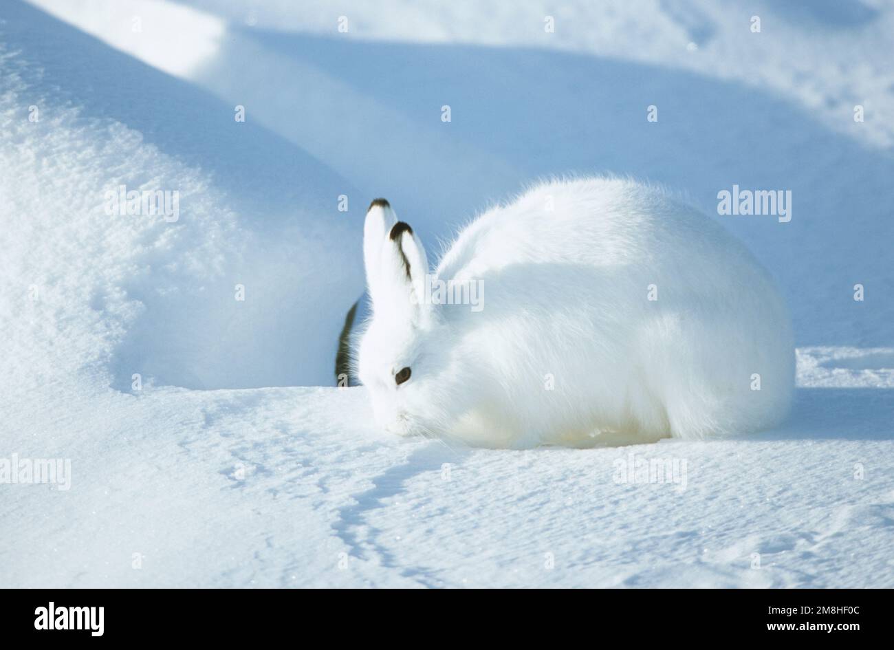 02206-00114 Arctic lepre (Lepus timidus) nella neve, Churchill MB Foto Stock